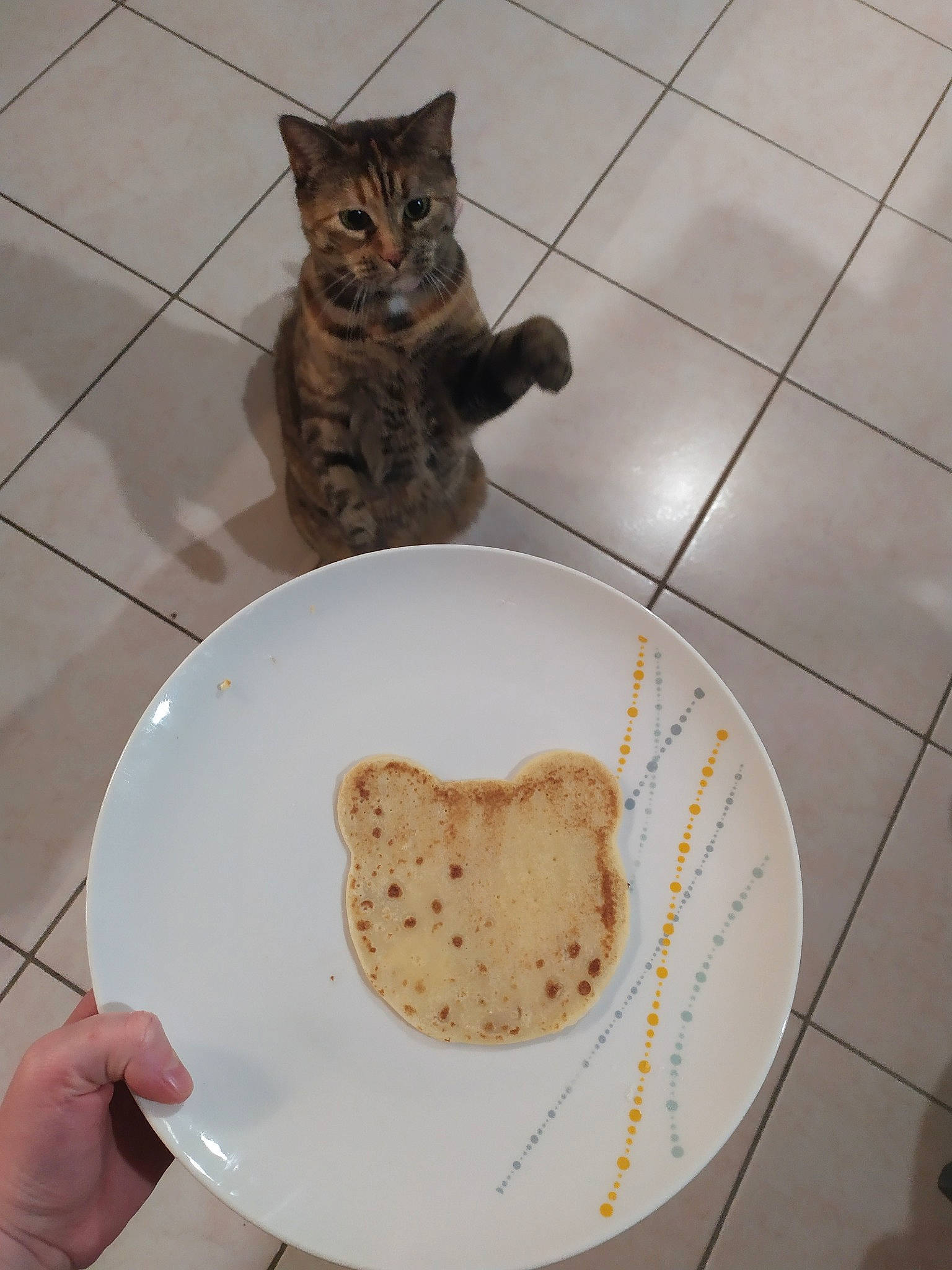 Olly a rejoint le concours — aidez-le/la à gagner de superbes lots ! asian, carnivore, cat, cuisine, dish, domestic_short_haired_cat, european_shorthair, felidae, food, kitten, ocicat, small_to_medium_sized_cats, tabby_cat, whiskers