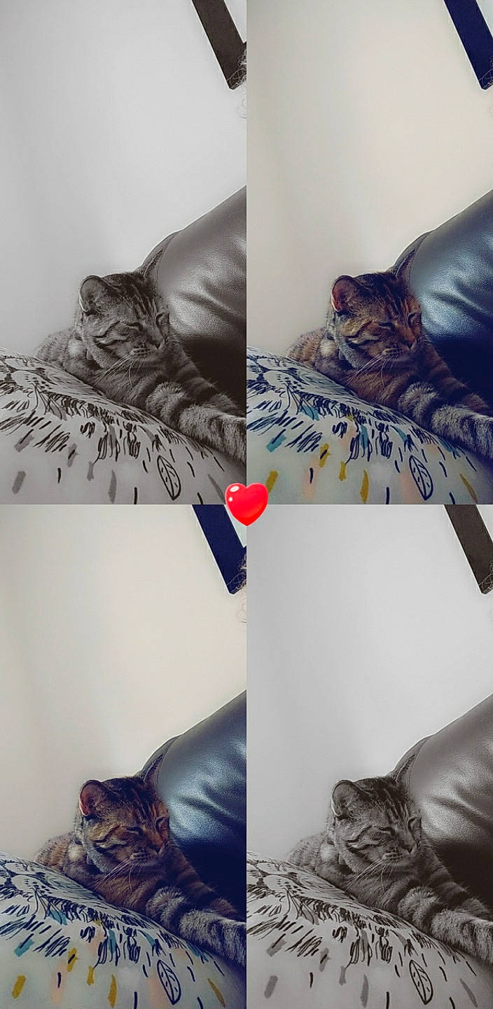 Olly a rejoint le concours — aidez-le/la à gagner de superbes lots ! bed, bed_sheet, bedroom, carnivore, cat, drawing, felidae, furniture, hand, kitten, leg, nap, room, small_to_medium_sized_cats, tabby_cat, textile, whiskers