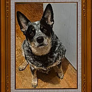 Blu. joined the competition — help win amazing prizes! dog, pet, portrait, floor, wood_floor, ears, looking_up, indoor, animal, canine, curious, framed_photo, golden_frame, sitting, fur, black_and_white, brown, medium_size, domestic_animal, cute