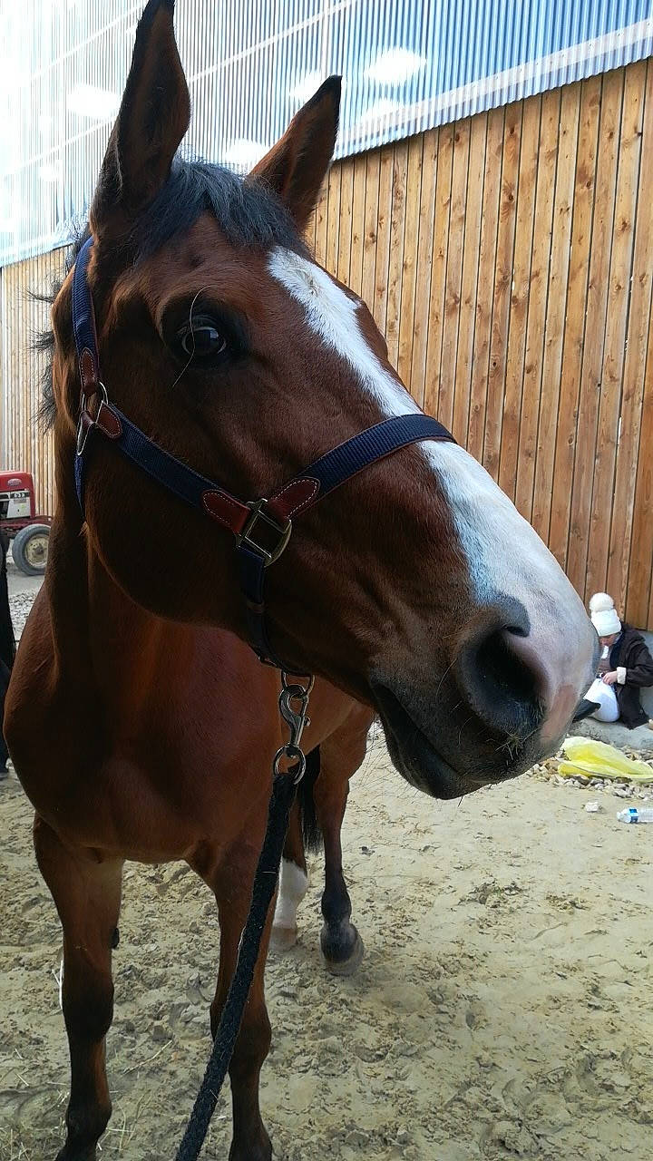 Soprano Delapleure participe au concours pour gagner de l'argent avec cette photo : bit, bridle, halter, horse, horse_harness, horse_supplies, horse_tack, liver, livestock, mammal, mane, mare, mustang_horse, pack_animal, rein, snout, sorrel, stallion, vertebrate
