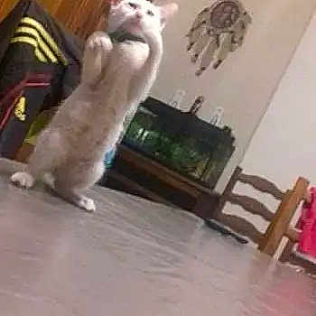 Croquette