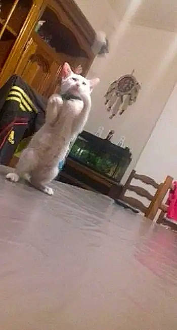 Croquette participe au concours pour gagner de l'argent avec cette photo : carnivore, cat, chair, comfort, companion_dog, dog_breed, domestic_short_haired_cat, felidae, flooring, foot, fur, hardwood, human_leg, paw, room, sitting, small_to_medium_sized_cats, tail, whiskers, wood