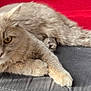 Tiny a rejoint le concours — aidez-le/la à gagner de superbes lots ! cat, fluffy, light_colored, golden_eyes, cushion, gray, red_blanket, indoor, pet, relaxed, fur, animal, whiskers, paws, laying_down, close_up, domestic_cat, feline, cute, curious