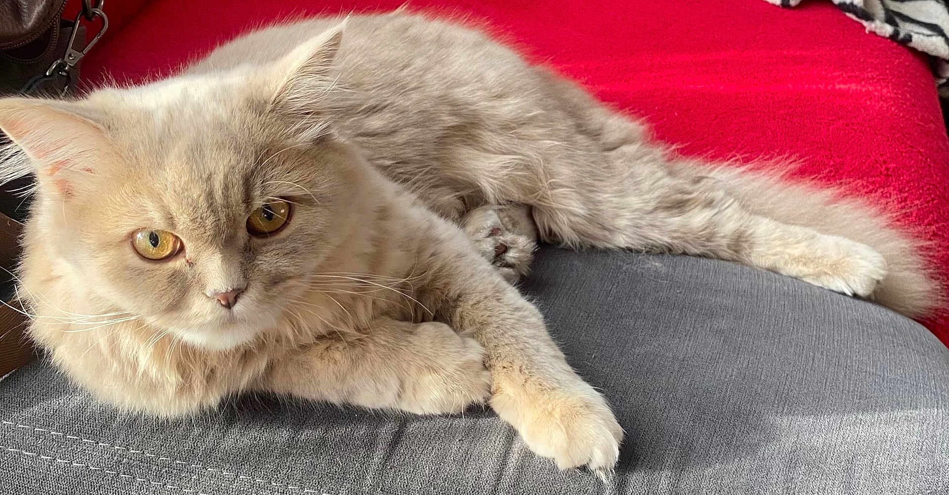 Tiny a rejoint le concours — aidez-le/la à gagner de superbes lots ! cat, fluffy, light_colored, golden_eyes, cushion, gray, red_blanket, indoor, pet, relaxed, fur, animal, whiskers, paws, laying_down, close_up, domestic_cat, feline, cute, curious