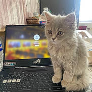 Tiny participe au concours pour gagner de l'argent avec cette photo : kitten, cat, laptop, keyboard, indoor, fluffy, gray_cat, pet, curious, computer, screen, bottle, wooden_wall, table, technology, furniture, home, domestic, cute, young_cat