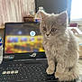 kitten, cat, laptop, keyboard, indoor, fluffy, gray_cat, pet, curious, computer, screen, bottle, wooden_wall, table, technology, furniture, home, domestic, cute, young_cat