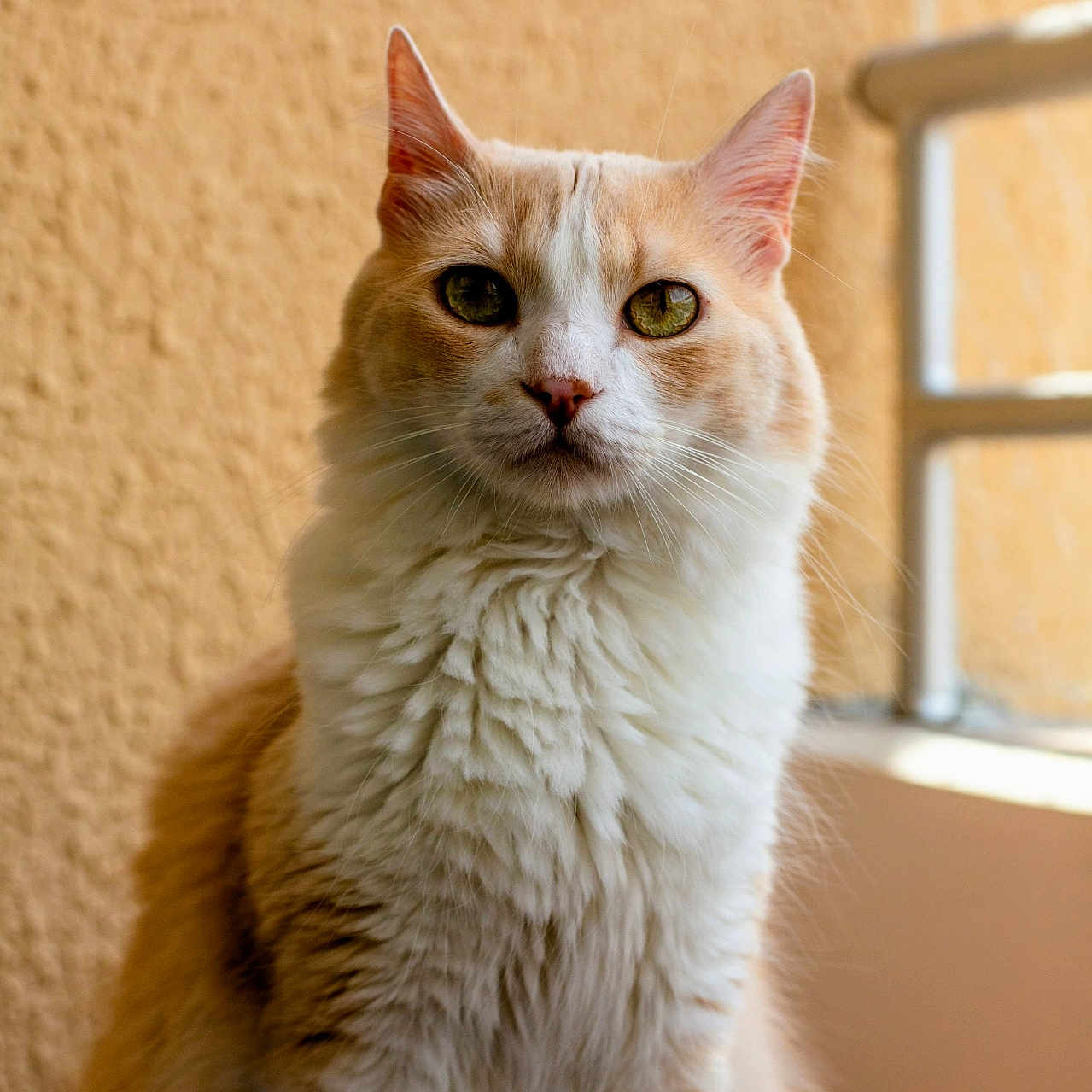 Anicca Vega Bustos is registered to the contest to win money with this photo: animal, cat, close_up, cream_color, cute, domestic_cat, ears, feline, fluffy, green_eyes, indoor, natural_light, pet, portrait, sitting, soft_fur, texture, wall, whiskers, white_fur