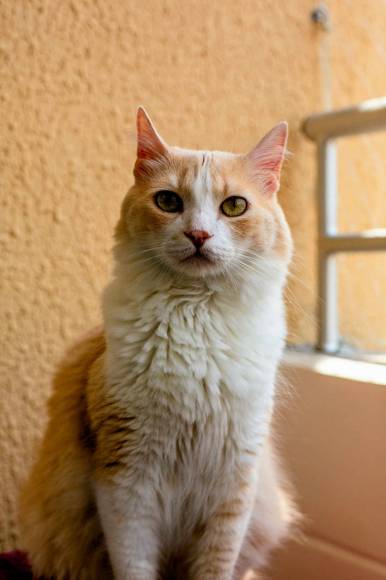 Anicca Vega Bustos is registered to the contest to win money with this photo: cat, feline, pet, animal, fluffy, cream_color, white_fur, green_eyes, portrait, indoor, natural_light, texture, wall, cute, sitting, close_up, whiskers, ears, soft_fur, domestic_cat