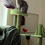 Maggie joined the competition — help win amazing prizes! cat, tabby_cat, cat_tree, green, indoor, curtain, window, couch, furniture, toy, bird_toy, pet, domestic_animal, feline, relaxed, perched, wall_outlet, home_interior, fabric, cozy