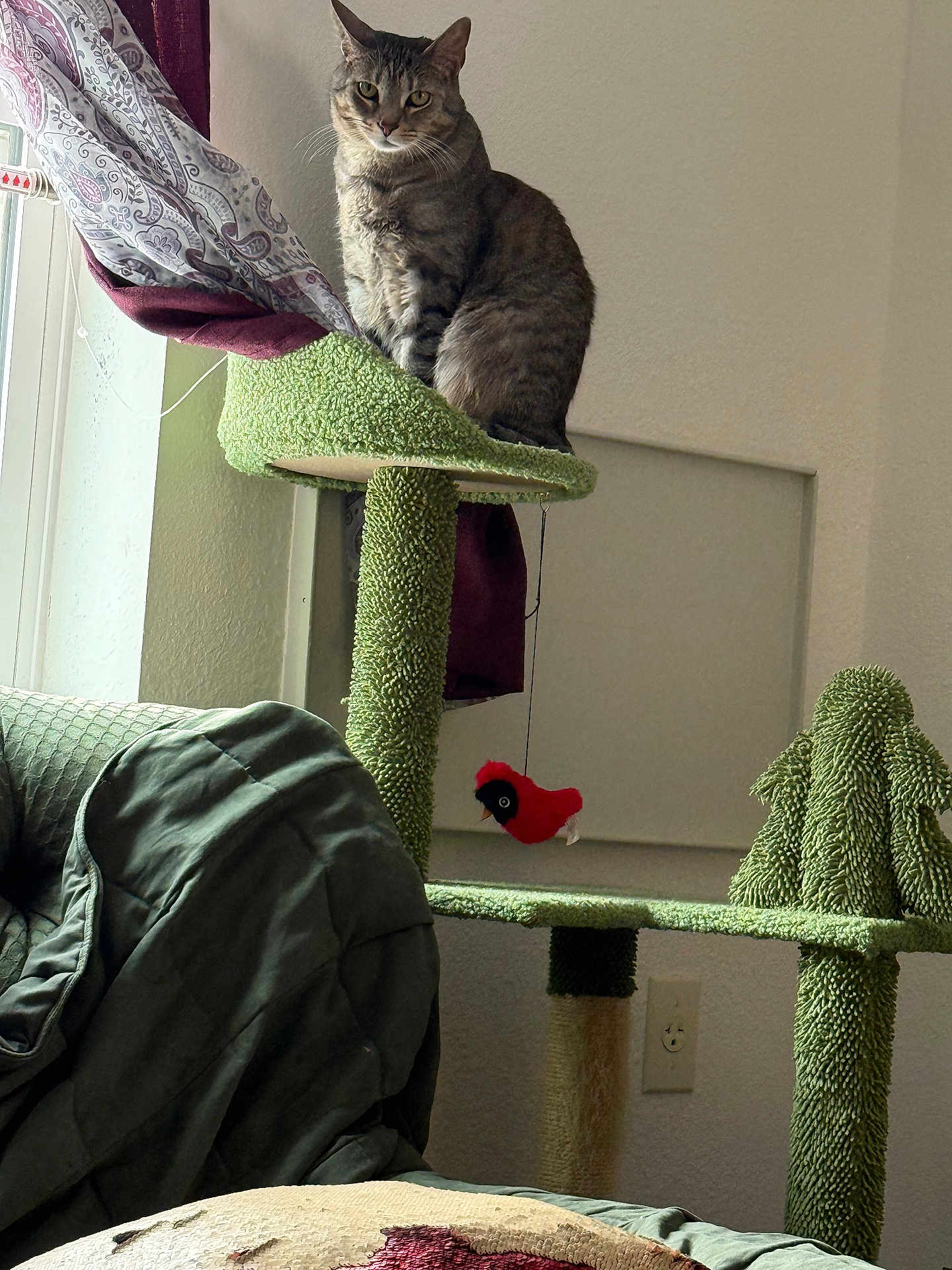 Maggie joined the competition — help win amazing prizes! cat, tabby_cat, cat_tree, green, indoor, curtain, window, couch, furniture, toy, bird_toy, pet, domestic_animal, feline, relaxed, perched, wall_outlet, home_interior, fabric, cozy