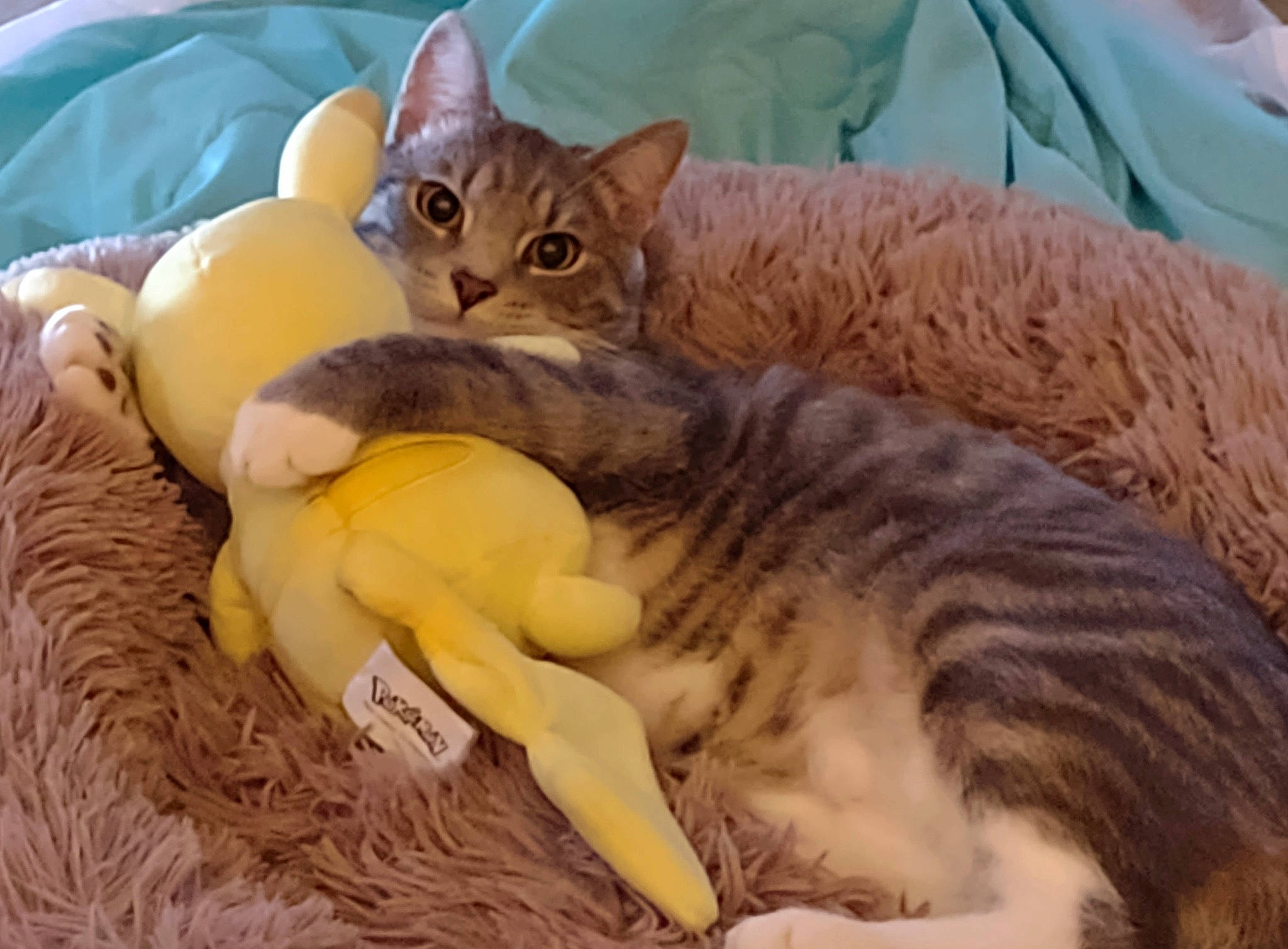 Oliver Tipton joined the competition — help win amazing prizes! carnivore, cat, cat_bed, cat_supply, claw, comfort, domestic_short_haired_cat, fawn, felidae, fur, paw, sitting, small_to_medium_sized_cats, tail, terrestrial_animal, whiskers