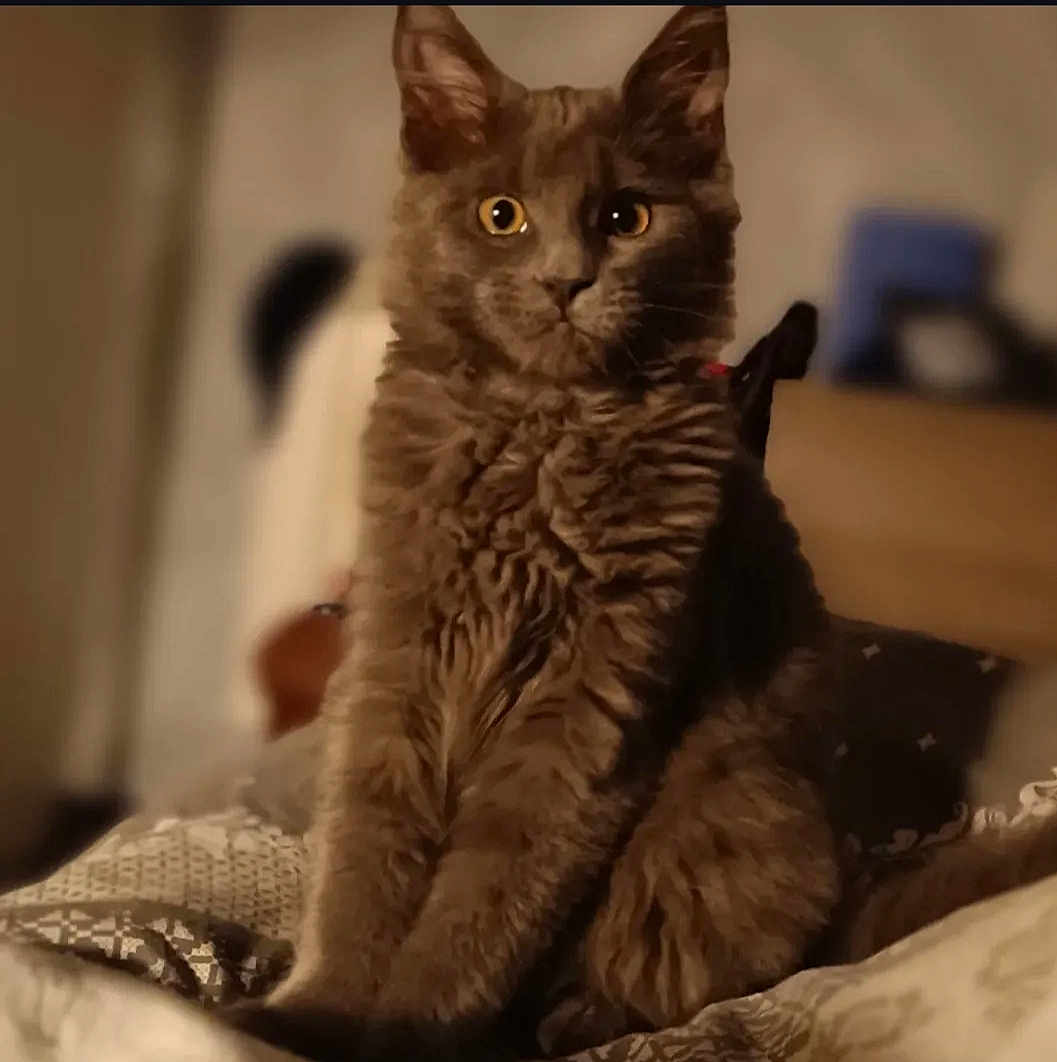 Freya a rejoint le concours — aidez-le/la à gagner de superbes lots ! cat, gray_cat, fluffy, pet, animal, bed, indoor, feline, curious, sitting, yellow_eyes, fur, cozy, soft_light, closeup, portrait, domestic_animal, whiskers, cute, relaxed