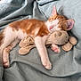 kitten, cat, sleeping, stuffed_toy, plush, blanket, bed, cozy, soft, nap, pet, animal, cute, feline, resting, indoor, comfort, pink_paw, fur, ears
