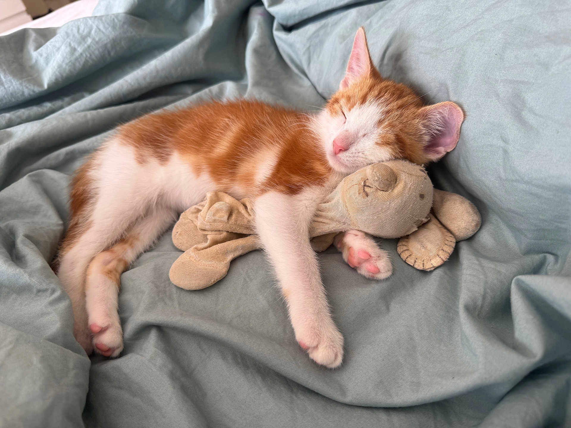 Tigger is registered to the contest to win money with this photo: kitten, cat, sleeping, stuffed_toy, plush, blanket, bed, cozy, soft, nap, pet, animal, cute, feline, resting, indoor, comfort, pink_paw, fur, ears