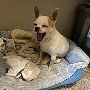 Solo is registered to the contest to win money with this photo: dog, chihuahua, pet_bed, blanket, yawning, indoor, carpet, cozy, small_dog, white_dog, tan_spots, animal, mouth_open, cute, resting_place, furniture, plastic_bin, sleepy, domestic, companion