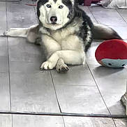 Nala joined the competition — help win amazing prizes! dog, husky, pet, indoor, floor, tiled_floor, toy, plush_toy, relaxed, animal, crossed_paws, fur, blue_eyes, black_and_white, canine, household, stool, casual, domestic, companion