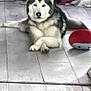 animal, black_and_white, blue_eyes, canine, casual, companion, crossed_paws, dog, domestic, floor, fur, household, husky, indoor, pet, plush_toy, relaxed, stool, tiled_floor, toy