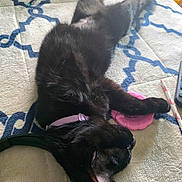 Mavis joined the competition — help win amazing prizes! black_cat, cat, pet, collar, relaxed, lying_down, indoor, blanket, blue_pattern, toy, pink_toy, pen, stationery, feline, animal, cute, sleeping, resting, whiskers, ears