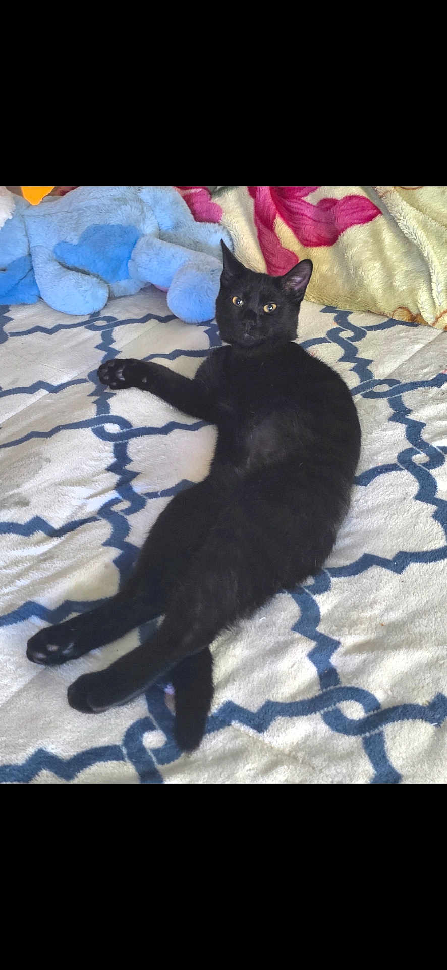 Mavis is registered to the contest to win money with this photo: black_cat, cat, animal, pet, feline, lying_down, blanket, pattern, stuffed_animal, plush_toy, indoor, cozy, relaxed, cute, fur, whiskers, ears, tail, bed, soft