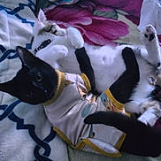 Mavis joined the competition — help win amazing prizes! animal, bed, black_cat, blanket, cat, clothing, collar, cozy, cute, domestic, entangled, feline, fur, indoor, patterned_blanket, pet, playful, resting, tabby_cat, white_cat