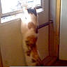 Sasha joined the competition — help win amazing prizes! animal, blurry, calico, cat, curiosity, curious, domestic, door, feline, fur, home, indoor, light, looking_out, pet, shadow, standing, tail, vertical, window