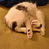 animal, beige_carpet, black_spots, blanket, cat, contorted_pose, cozy, curled_up, cute, domestic_cat, fluffy, fur, indoor, paw, pet, relaxed, resting, sleeping, whiskers, white_fur