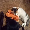 Sasha is registered to the contest to win money with this photo: animal, black_dog, blurred, candid, carpet, cat, companions, cute, dog, floor, friendship, furry, indoor, lying_down, pet, playful, plush_toy, resting, toy, white_cat