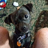 Teddy Bear is registered to the contest to win money with this photo: dog, black_dog, pet, collar, tag, toy, carpet, legs, indoor, looking_up, small_dog, cute, animal, floor, patterned_carpet, domestic_animal, companion, furry, canine, home