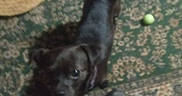 Teddy Bear is registered to the contest to win money with this photo: dog, black_dog, carpet, tennis_ball, footwear, socks, shoes, indoor, pet, animal, floor, pattern, curious, looking_up, small_dog, blurry, legs, human, toy, companion
