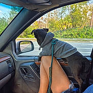 Teddy Bear is registered to the contest to win money with this photo: dog, black_dog, hoodie, pet, leash, car_interior, window, person, legs, jeep, dashboard, side_mirror, trees, road, greenery, daytime, relaxing, casual, travel, companion