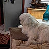 Little Bit joined the competition — help win amazing prizes! dog, couch, pillow, door, hat, lamp, model_ship, wooden_cabinet, indoor, carpet, tile_floor, furniture, pet, white_dog, fluffy, relaxing, home, living_room, decor, table