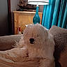 Little Bit joined the competition — help win amazing prizes! dog, white_fur, fluffy, couch, lamp, blue_curtains, indoor, pet, cozy, furniture, living_room, relaxing, animal, domestic_animal, fur, nose, resting, blanket, household, soft