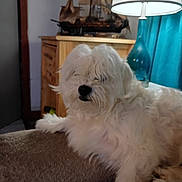 Little Bit is registered to the contest to win money with this photo: dog, white_dog, fluffy, couch, lamp, blue_lamp, wooden_cabinet, model_ship, indoor, pet, fur, relaxed, cozy, home_interior, curtain, furniture, animal, laying_down, living_room, soft_fur
