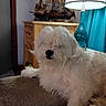 dog, white_dog, fluffy, couch, lamp, blue_lamp, wooden_cabinet, model_ship, indoor, pet, fur, relaxed, cozy, home_interior, curtain, furniture, animal, laying_down, living_room, soft_fur