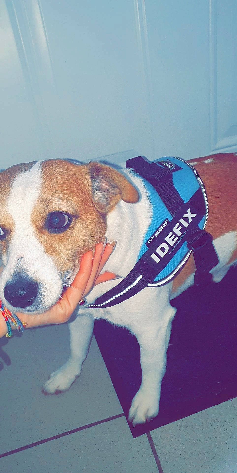 Idéfix participe au concours pour gagner de l'argent avec cette photo : adventure, american_pit_bull_terrier, american_staffordshire_terrier, canidae, carnivore, collar, companion_dog, dog, dog_breed, dog_clothes, fawn, mammal, non_sporting_group, pit_bull, puppy, rare_breed_dog, snout