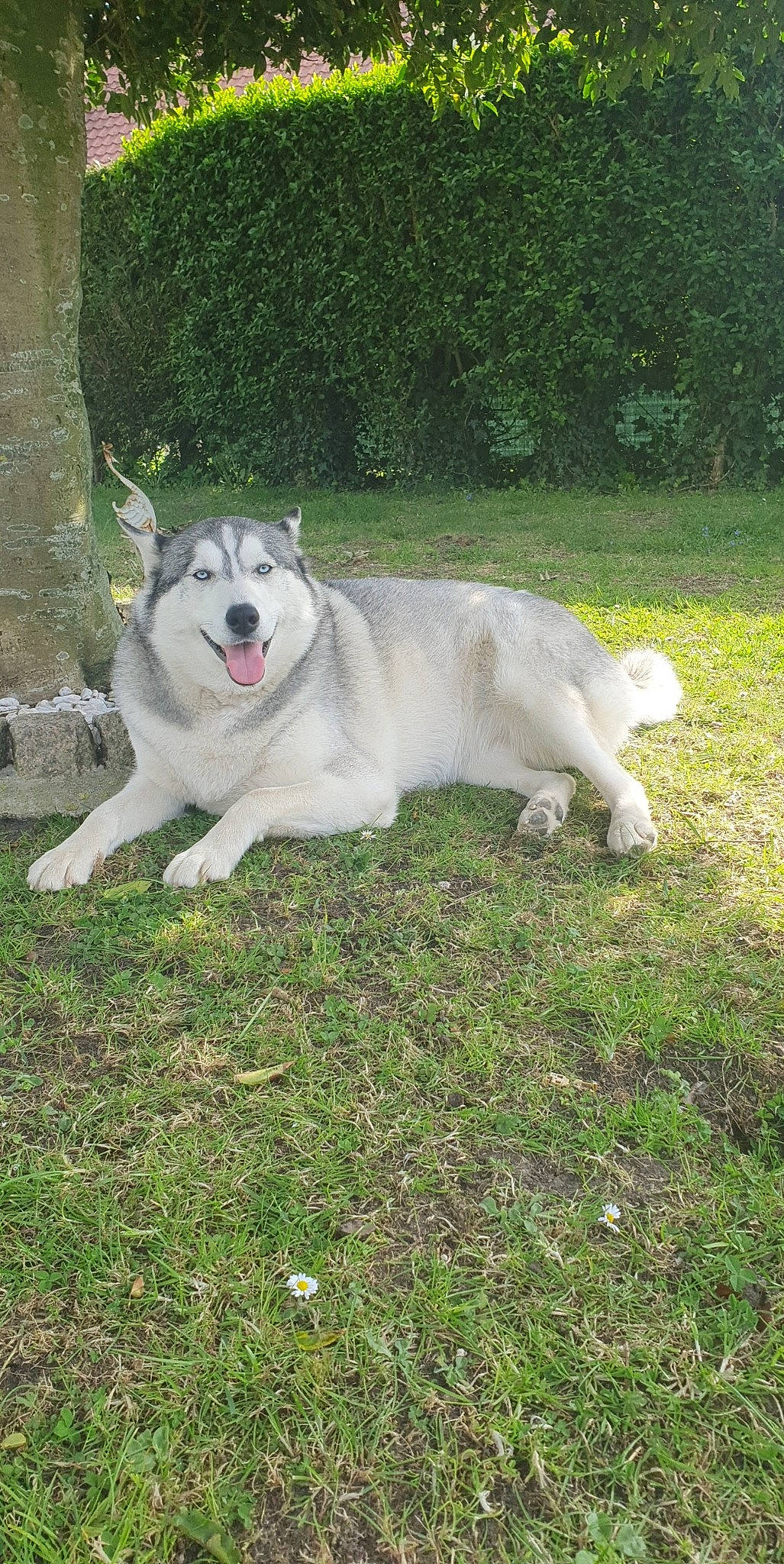 Mouna a rejoint le concours — aidez-le/la à gagner de superbes lots ! alaskan_malamute, canadian_eskimo_dog, canidae, carnivore, central_asian_shepherd_dog, companion_dog, dog, dog_breed, grass, labrador_husky, mammal, rare_breed_dog, siberian_husky, sporting_group, vertebrate, west_siberian_laika