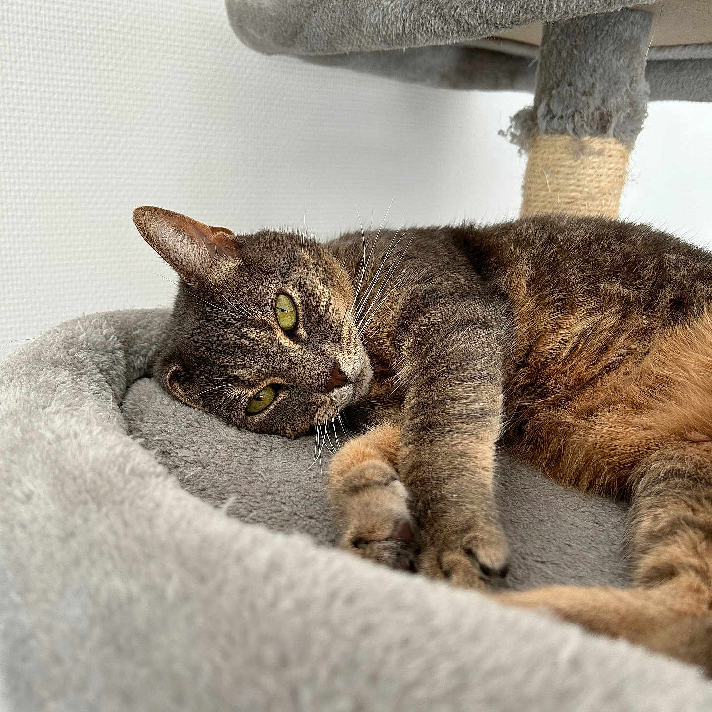 Nala a rejoint le concours — aidez-le/la à gagner de superbes lots ! abyssinian, animal, armchair, blanket, cat, chair, couch, cushion, egyptiancat, fungus, furniture, homedecor, kitten, manx, person, pet, plant, sleeping