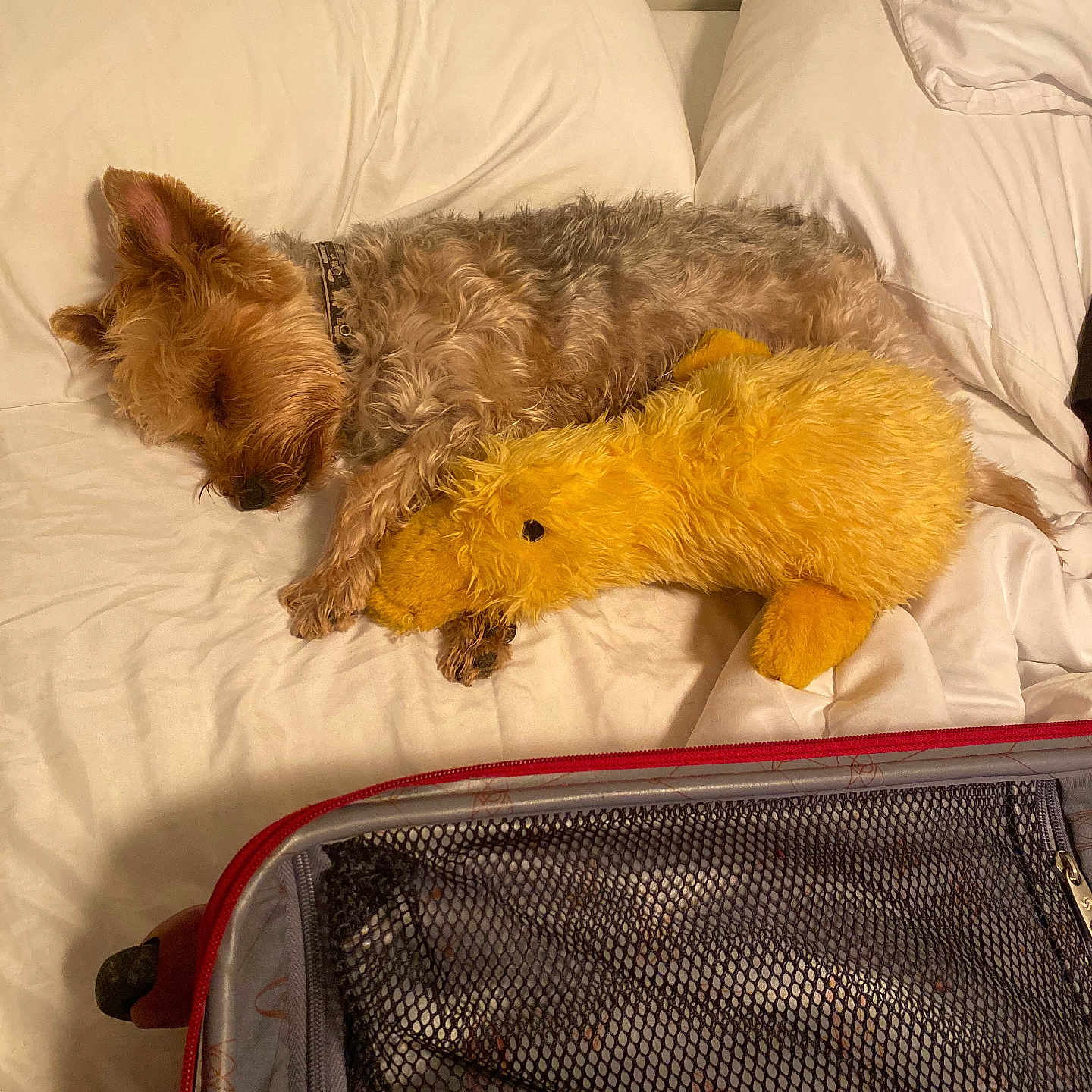Giles is registered to the contest to win money with this photo: bed, bedroom, canine, collar, cozy, dog, fur, fur_texture, indoor, luggage, pet, pillow, relaxation, resting, sleeping, soft_toy, stuffed_animal, white_bedding, yellow_duck, zipper