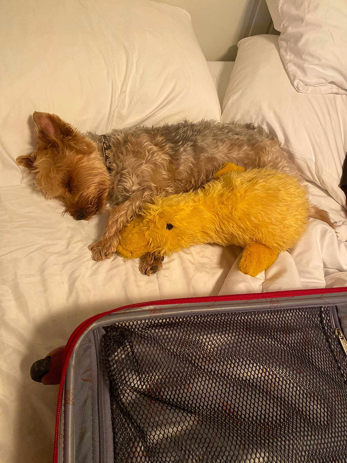 Giles is registered to the contest to win money with this photo: dog, sleeping, bed, white_bedding, stuffed_animal, yellow_duck, pillow, fur, collar, resting, cozy, indoor, soft_toy, pet, canine, fur_texture, relaxation, bedroom, luggage, zipper