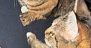 Oscar And Daisy joined the competition — help win amazing prizes! cat, tabby, pet, animal, fur, whiskers, ears, close_up, indoor, curious, looking, side_view, striped, mammal, domestic, two_animals, companions, resting, human_leg, curiosity