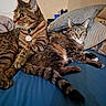 cat, tabby_cat, indoor, bed, pillow, collar, feline, pet, animal, fur, whiskers, relaxed, alert, domestic_cat, two_cats, resting, blue_bed, striped_fur, close_up, comfortable