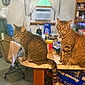Oscar And Daisy is registered to the contest to win money with this photo: cat, tabby_cat, kitchen, counter, household_items, window, curtains, chair, sitting, pet, indoor, furniture, domestic, curious, feline, two_animals, table, container, shelf, room