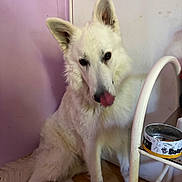 Thör participe au concours pour gagner de l'argent avec cette photo : animal, canine, companion, curious, dog, domestic, door, ears, floor, furry, house, indoor, licking_nose, pet, pet_bowl, sitting, table, wall, white_dog, wooden_floor