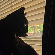 Voodoo joined the competition — help win amazing prizes! cat, black_cat, pet, animal, feline, sitting, profile, silhouette, whiskers, ears, fur, window, window_blinds, curtain, backlighting, indoor, home, watching, outdoor_view, portrait