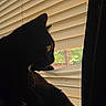 cat, black_cat, pet, animal, feline, sitting, profile, silhouette, whiskers, ears, fur, window, window_blinds, curtain, backlighting, indoor, home, watching, outdoor_view, portrait