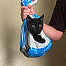 Voodoo joined the competition — help win amazing prizes! cat, black_cat, pet, animal, feline, yellow_eyes, sitting, plastic_bag, blue_bag, white_bag, hand, person, indoor, wall, portrait, close_up, funny, unusual, domestic_animal, whiskers