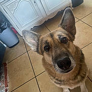 Rose joined the competition — help win amazing prizes! animal, black, brown, cabinet, canine, companion, cute, dog, domestic, ears, floor, friendly, fur, indoor, kitchen, looking_up, pet, portrait, tile, white