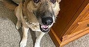 Rose is registered to the contest to win money with this photo: animal, black_fur, canine, carpet, companion, dog, domestic, ears_up, floor, friendly, happy, indoor, looking_up, mouth_open, pet, portrait, sitting, tan_fur, white_fur, wooden_cabinet