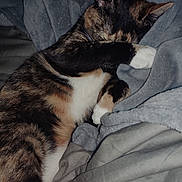 Cyrus joined the competition — help win amazing prizes! cat, tortoiseshell, pet, sleeping, cozy, blanket, paw, fur, indoor, resting, cute, animal, soft, comfort, relaxation, whiskers, ears, claws, snuggle, quiet