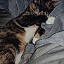 cat, tortoiseshell, pet, sleeping, cozy, blanket, paw, fur, indoor, resting, cute, animal, soft, comfort, relaxation, whiskers, ears, claws, snuggle, quiet